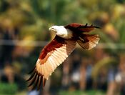 Brahminy kite.jpg