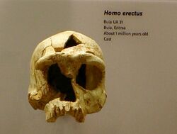 Bula UA31. Homo erectus.jpg