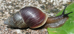 Bulimulus limnoides.png