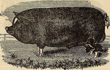 Burpee's farm annual (1882) (19888961623).jpg