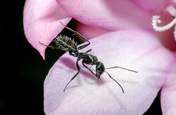 Camponotus niveosetosus visits a Watsonia flower.jpg