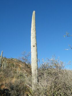 Cephalocereus columna-trajani (5753639979).jpg