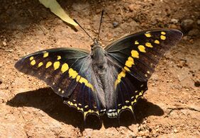 Charaxes solon - black rajah - Upper side