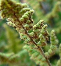 The middle of a fern frond, with small round leaf segments curling under, covered with some long white hairs and attached to a reddish-brown axis