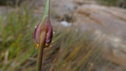 Chorizandra cymbaria inflorescence (9619989721).jpg