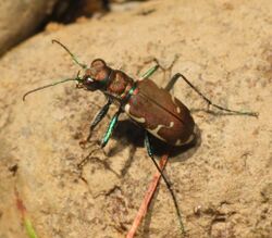 Cicindela ancocisconensis 4024938.jpg