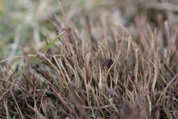 Cladonia gracilis (38681456560).jpg