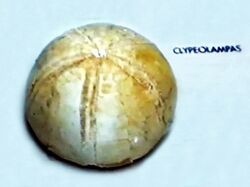 Clypeolampadidae - Clypeolampas.jpg