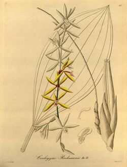Coelogyne rochussenii - Xenia vol 1 pl 85 (1858).jpg