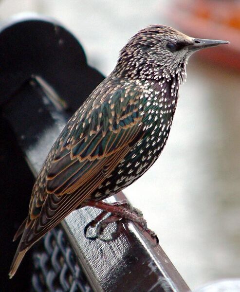 File:Common starling in london.jpg
