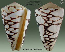 Conus marmoreus 3.jpg