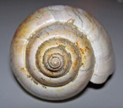 Crommium angustatum fossil snail shell (Lower Oligocene; Gaas, Aquitaine, France) 3 (17149862012).jpg