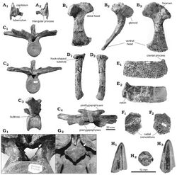 Dakotasuchus kingi.jpg