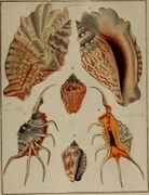 Die Flügelschnecken (Strombea) - in Abbildungen nach der Natur mit Beschreibungen (1845) (20727155968).jpg