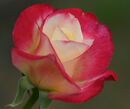 Double Delight (Tudor) Rose.jpg