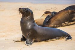 Excursion to a lagoon on the N side of Isla Santa Fe - Galapagos Sea Lion (Zalophus californianus) (16492679320).jpg