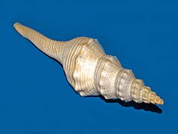 Fusinidae - Fusinus excavatus.JPG