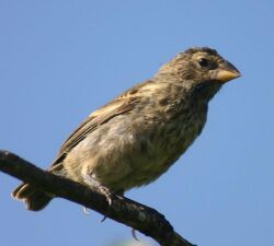 Female Galápagos medium ground finch.jpg