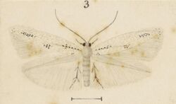 Fig 3 MA I437908 TePapa Plate-XLVII-The-butterflies full (cropped).jpg