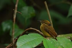 Flickr - Rainbirder - Northern Royal Flycatcher (Onychorhynchus mexicanus).jpg