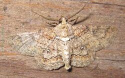 Geometridae-Cleora acaciaria-male-10.jpg