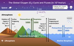 Global Oxygen Cycle.jpg