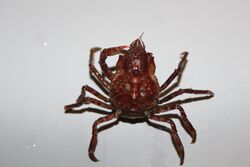 H. coarctatus.JPG