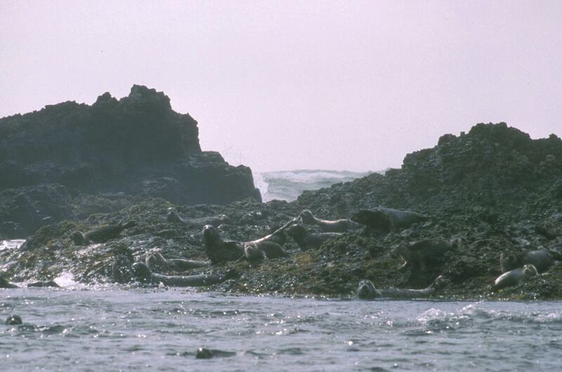 File:Harbor seals at haulout.jpg