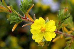 Hibbertia patens.jpg