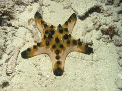 Horned Sea Star, Bunaken Island.jpg