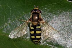 Hoverfly (Eupeodes corollae) female.jpg