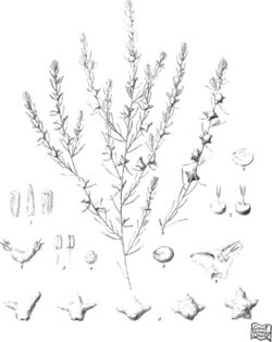 Iconography of Australian salsolaceous plants (1889) (20719939576).jpg