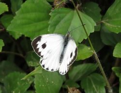 Indian Cabbage White Butterfly.jpg