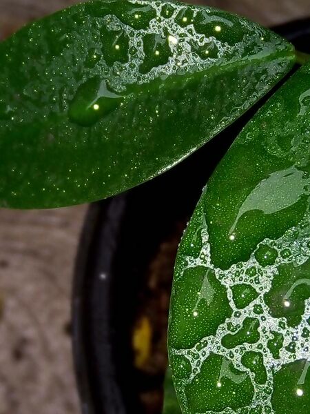 File:Is it Dew or is it Raindrops or are they the same thing.jpg