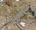 LIZARD, BLUNT-NOSED LEOPARD (Gambelia sila) (3-30-08) van metre wash, carrizo plain national monument, slo co, ca -2 (2380352944).jpg