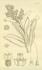 Lachnostachys verbascifolia F. Muell.jpg