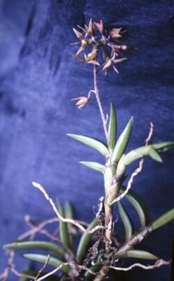 Lanium microphyllum pl.jpg