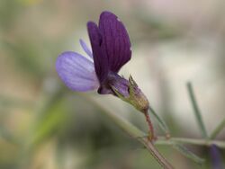 Lathyrus angulatus.jpg