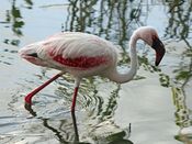 Lesser Flamingo RWD.jpg