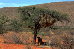 Lion and baboon 2.jpg