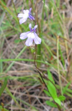 Lobelia kalmii.jpg