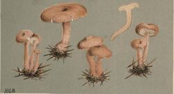 MCCookePlate132 Detail Armillaria socialis.jpg