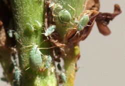 Macrosiphum albifrons.jpg