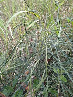 Macrozamia parcifolia.jpg