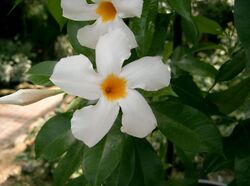 Mandevilla boliviensis1.jpg