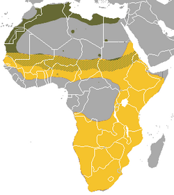 Map of the distribution of Ictonyx in Africa.png