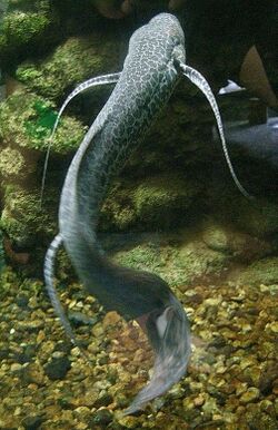 Marbled lungfish 1.jpg