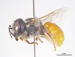 Megachile micrerythrura f.jpg