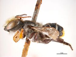 Megachile phenacopyga.jpg
