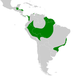Morphnus guianensis map.svg